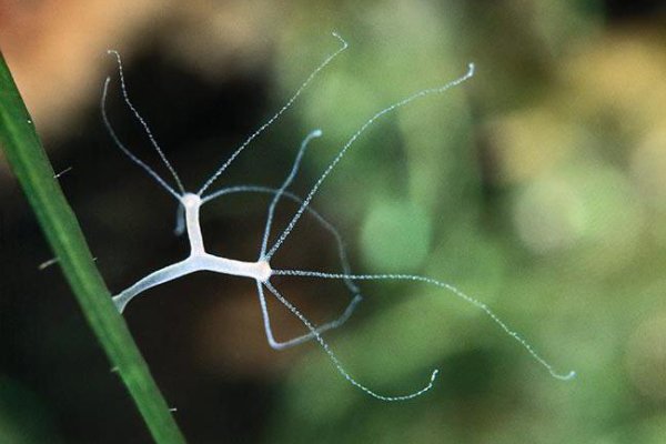 Кракен 18 вход