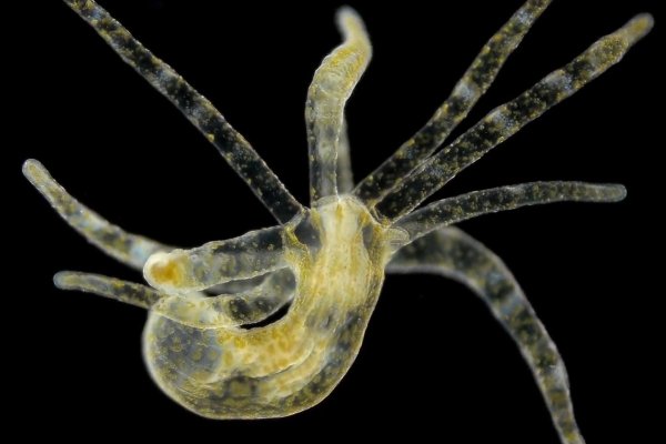 Как восстановить пароль кракен