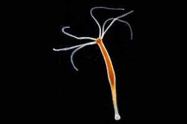 Кракен наркомаркетплейс